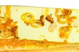 Polished Colombian Copal ( g) - Contains Beetles & Termites #364280-1